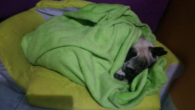 Este vive mejor que yo #palomino #pug @_Lilyan_ https://t.co/HDjSTWAZzb<a href="/tag/palomino"class="tags">#palomino</a><a href="/tag/pug"class="tags">#pug</a><a class="tags" href="/tag/_lilyan_">@_lilyan_</a>
