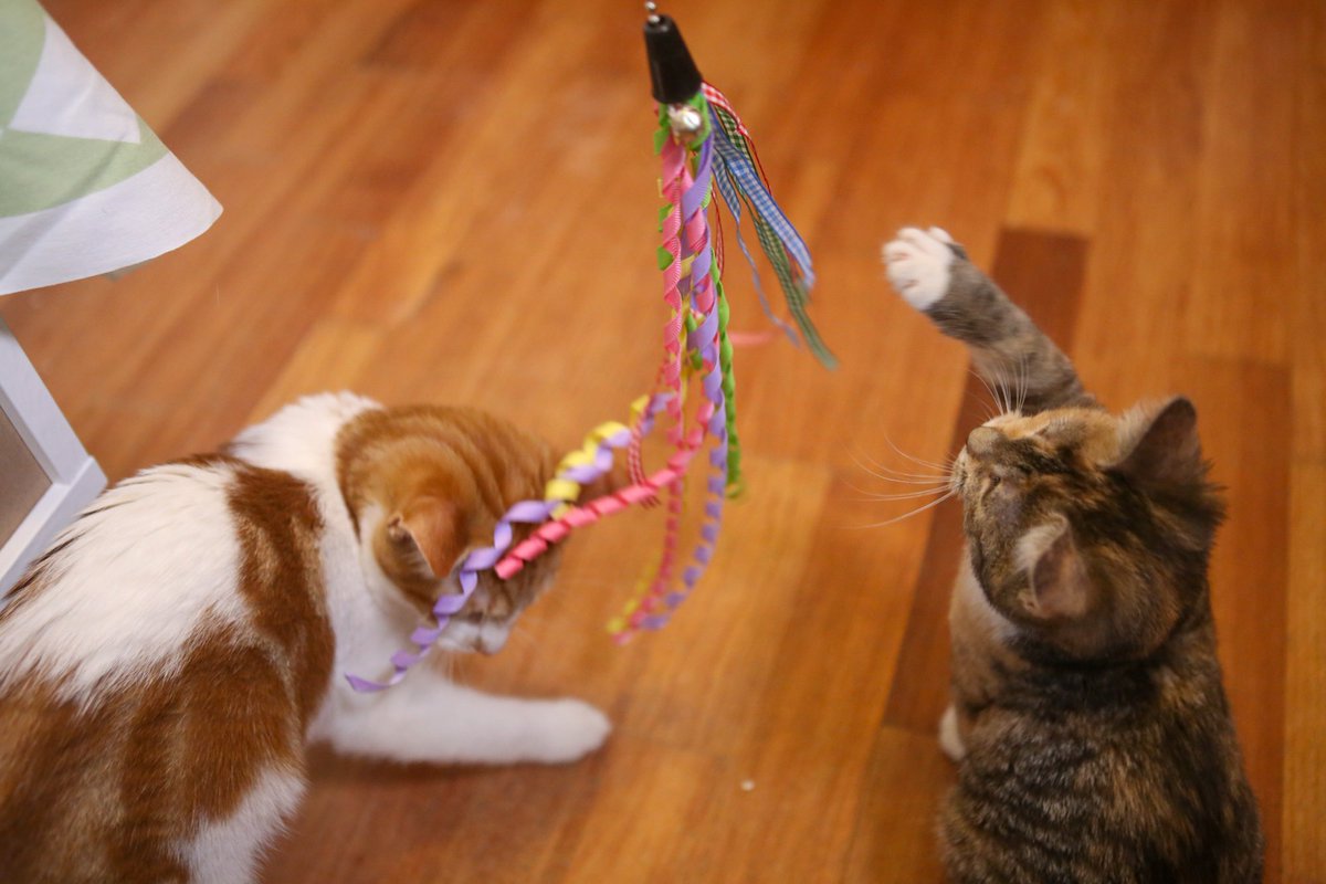Sydney Cat Cafe (sydneycatcafe) Twitter