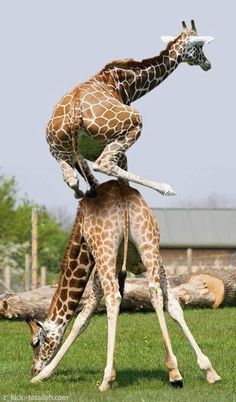 AustinTallClub's tweet photo. #TGIF https://t.co/DDXIrmQ1AA
