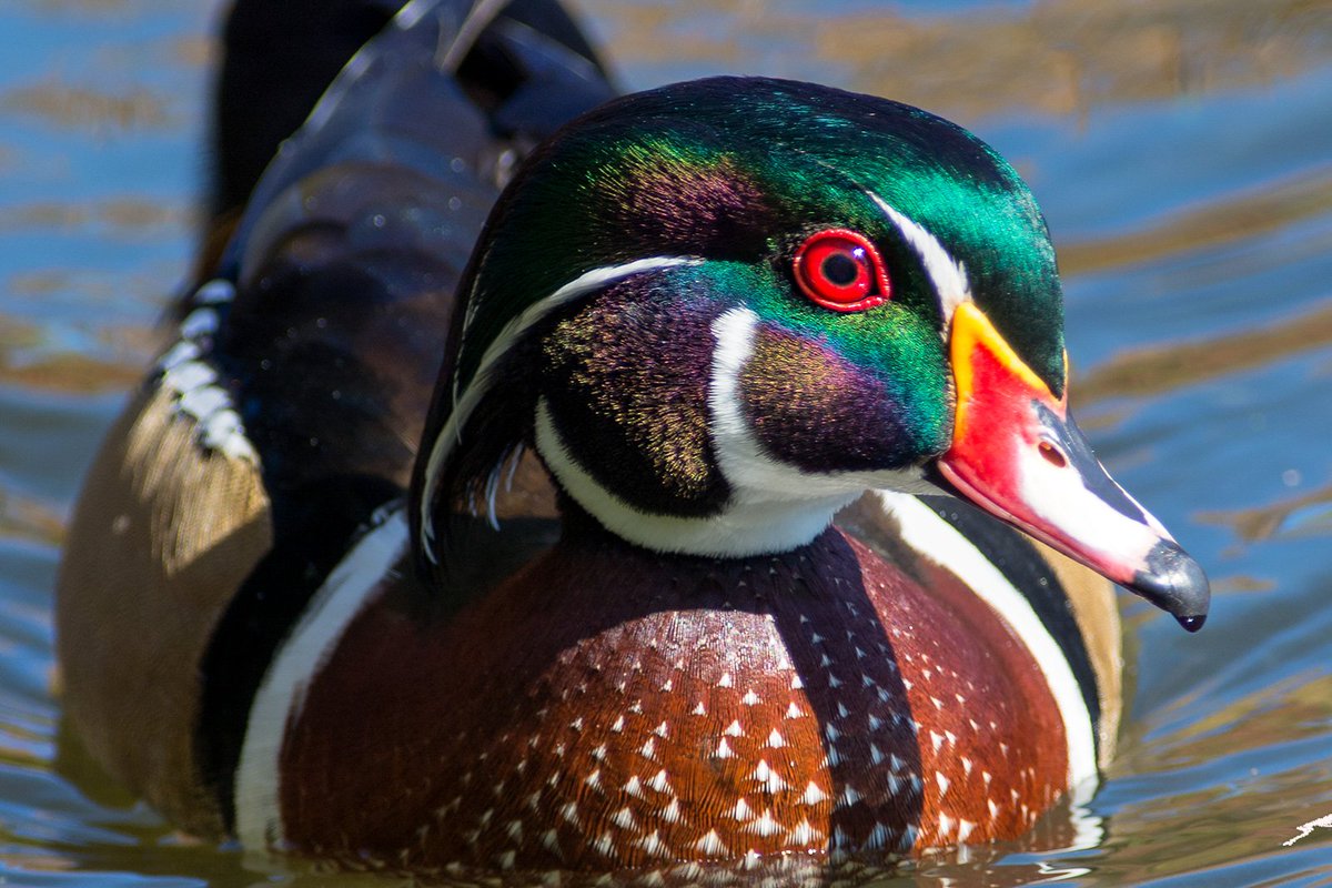 brenteades's tweet photo. @InTownAndOut Saw you're following local ducks... here's a Wood Duck I photographed at Mud Lake in Ottawa in 2014. https://t.co/3F0ukTKf2U