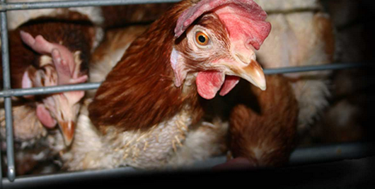 SAFEnewzealand's tweet photo. Think Countdown should ditch cage eggs? Let them know! https://t.co/d1OreF7nKQ https://t.co/awAZDRcjyn