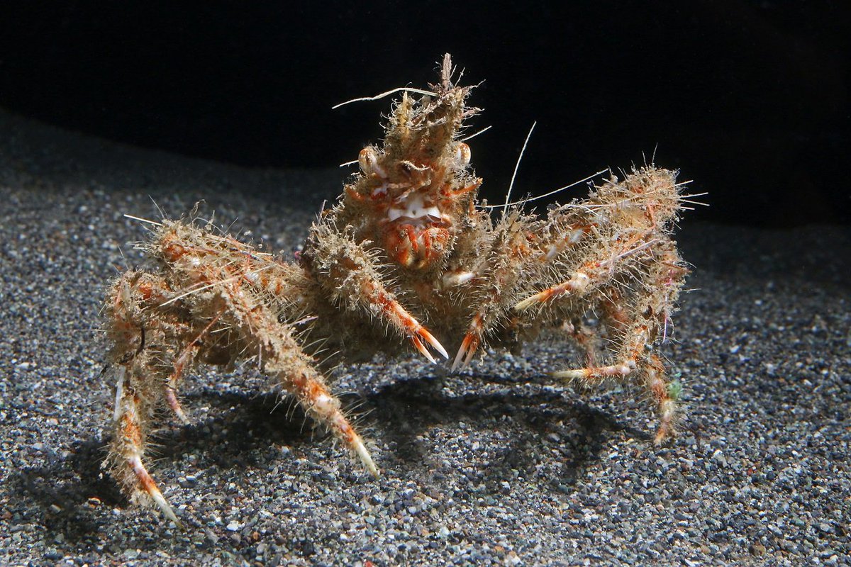 沼津港深海水族館 on X