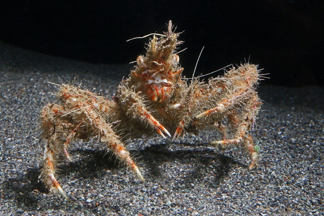 生物細密画画「タカアシガニ」 生物細密画画「タカアシガニ」 絵画