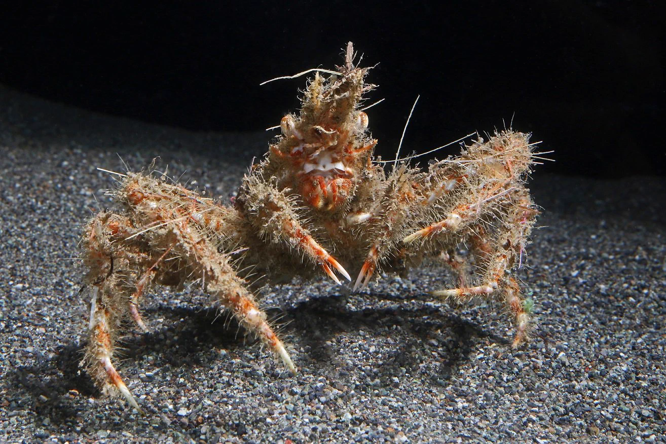 沼津港深海水族館 on X: 