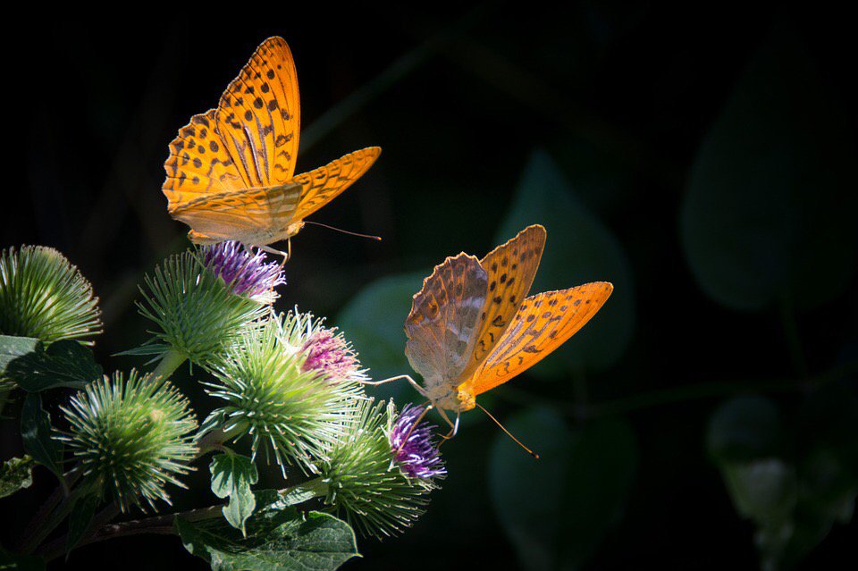 ===Mariposas=== - Página 15 CZ80UjBWQAA2zsl