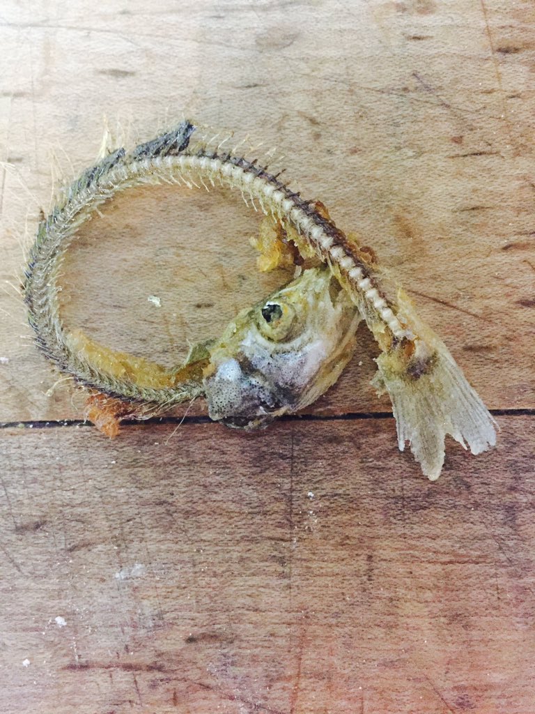 Sept Iles !! <a href="/aprm/">Ana Martins</a> Capelans ça roule !!!!