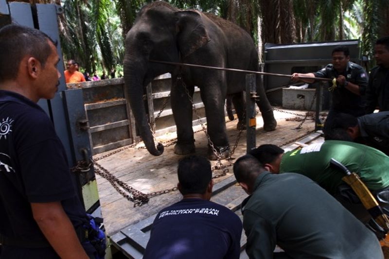 GlobalElephants tweet picture