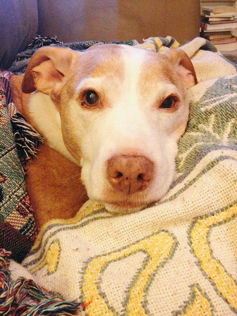 <a href="/WhitneyCummings/">Whitney Cummings</a>: Thank you for setting Larry King straight about pitbull dogs! My rescue is a sweetie too!