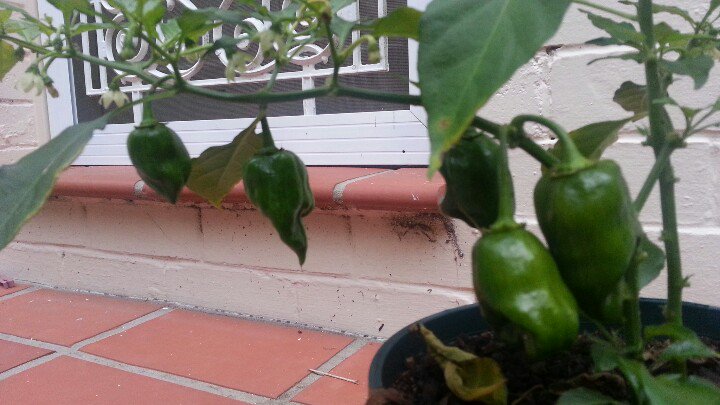 ExSydney's tweet photo. Some nice Habarnero's on the march. ...
#startedfromseed #chilli https://t.co/aIsFNHKfG0
