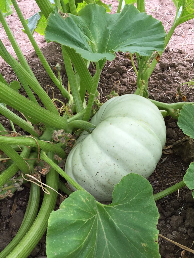 MelissaBrown278's tweet photo. Anyone got a good #pumpkin recipe? I think we'll struggle to eat them all #research #ANOVAag #customcrop #trialfarm https://t.co/VdpBC5HXza