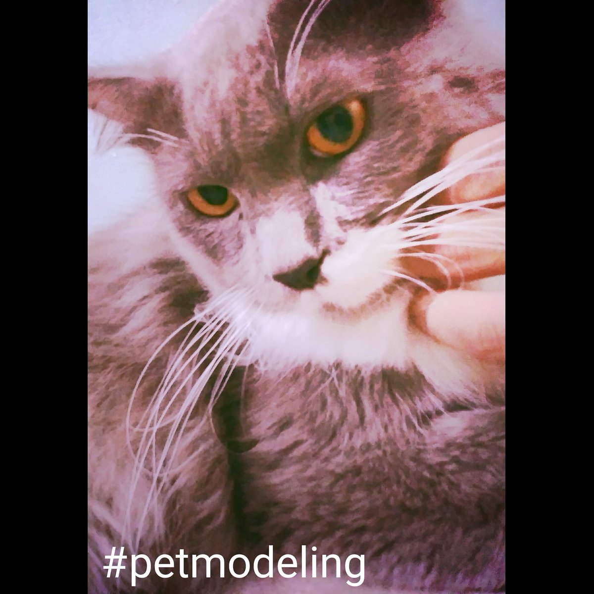Ameer286Ameer's tweet image. #petmodelling  #pet #catmodel