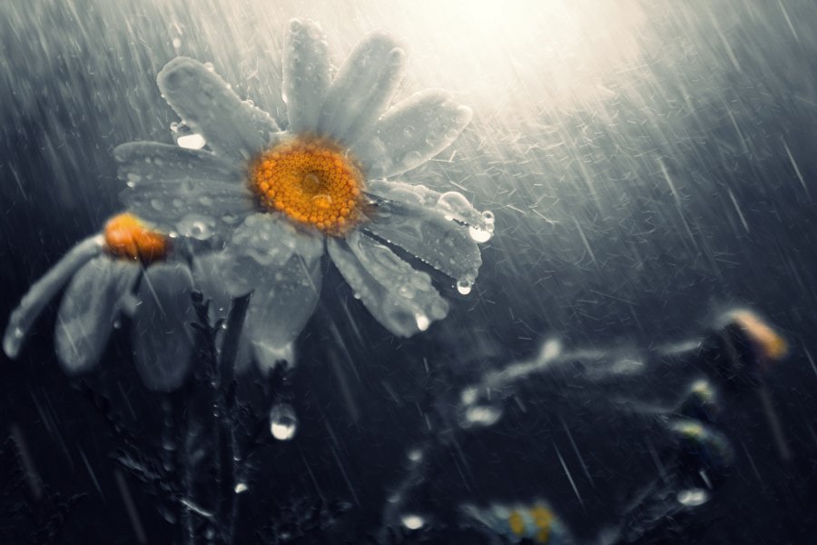 Ромашковые слезы. Ромашки под дождем. Ромашки и дождь. Цветы под дождем. Ромашка в каплях дождя.