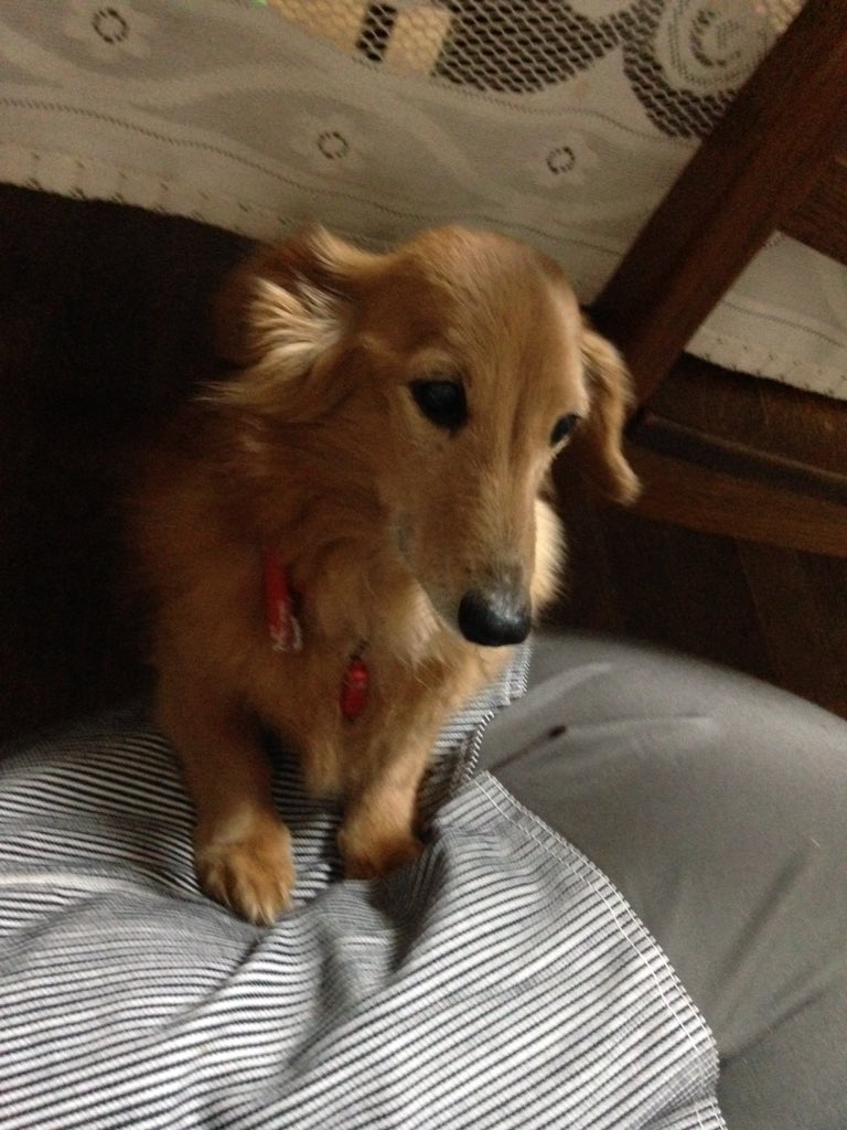 まっしー Mhrise 黒い仔犬ぴっぴにやきもち ジジイ犬ポッポ 登れないから助けてやった 足の間に2匹とも落ち着く 秘密結社老犬倶楽部 ミニチュアダックスフンド 犬を捨てないで T Co Tgrppichqp