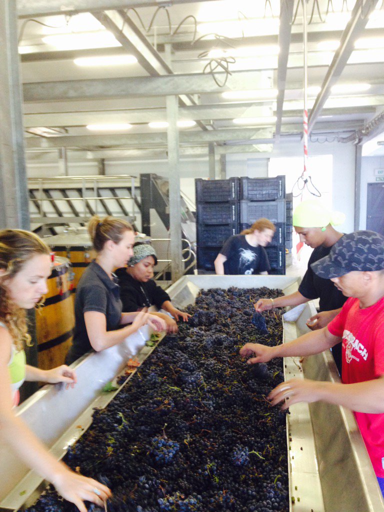 LouisBoutinot's tweet photo. Sorting #Schapenberg #merlot for #Peacock #WildFerment @WaterkloofWines @NBarnardwine @JessicaGarlick https://t.co/kNNph1G6Y4