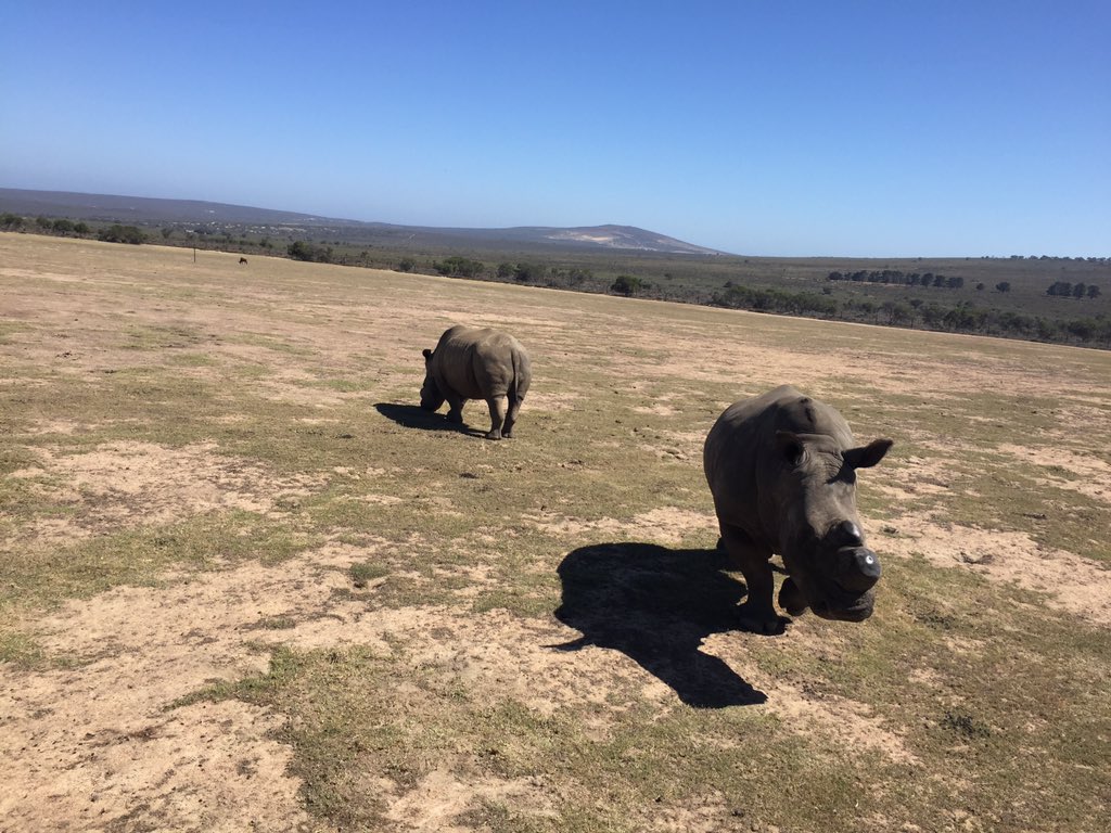 DIG2016_SA's tweet photo. Last day in Cape Town. Hi rhino! #safari #capetown https://t.co/8WoUjlyXS7