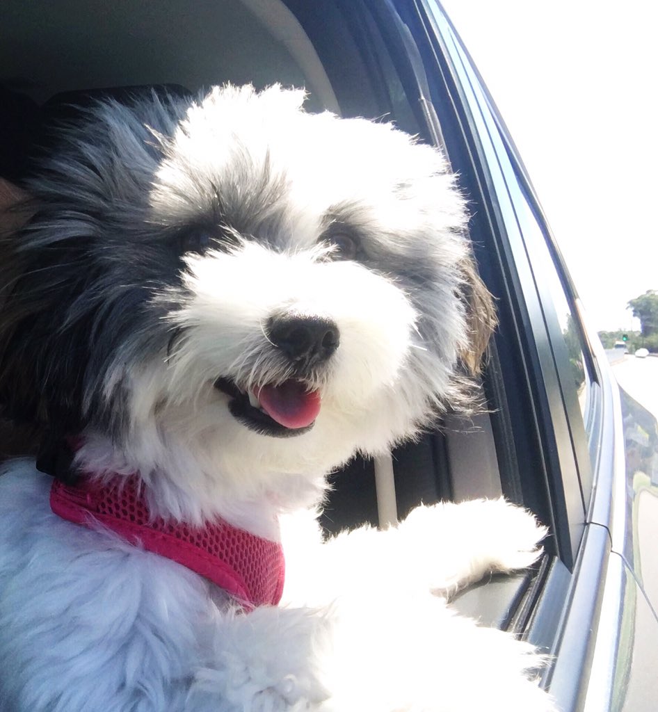 Pippa_TheDog's tweet photo. #FridayFeeling https://t.co/AU976V4fee