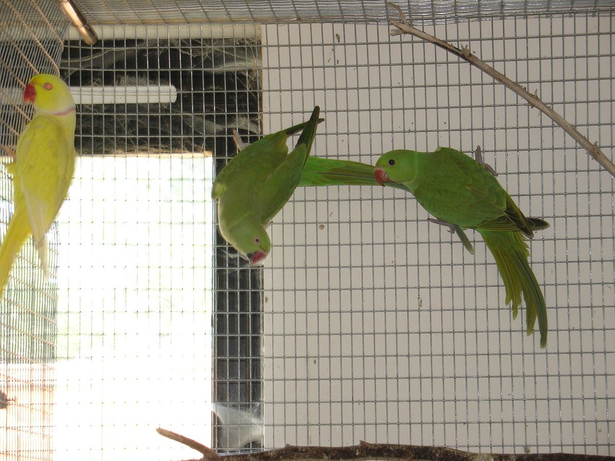 首をかしげたインコは正義 9ページ目 Togetter 首をかしげたインコは正義 9ページ目 Togetter