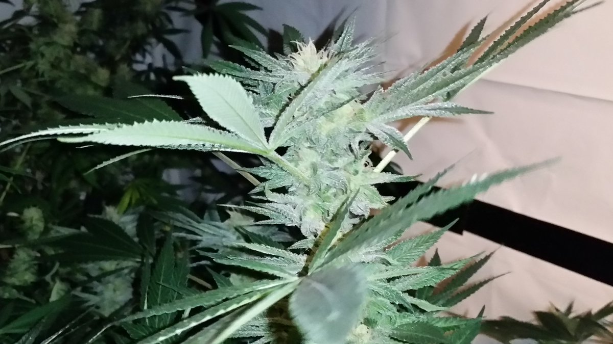 The_SHO_Room's tweet photo. Afghan gooie about 3 weeks out from harvest...lookin good #710 #420 #staylifted #cannabisismedicine #ommp https://t.co/Y4e6nGcFQO