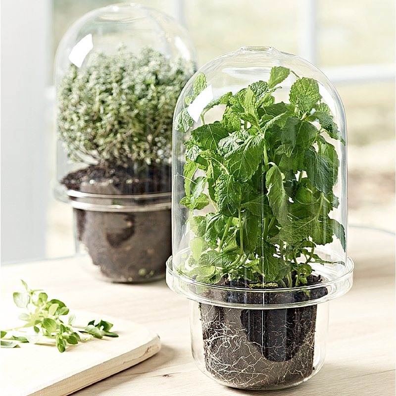 coxandcoxuk's tweet image. Create a clever micro-climate for growing your own plants with our clever Glass Herb Vase &amp;gt; ow.ly/XDUgs