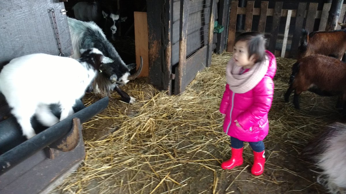 Stoere peuters tijdens #denationalevoorleesdagen #boerderijwolfslaar #breda #natuurpret!