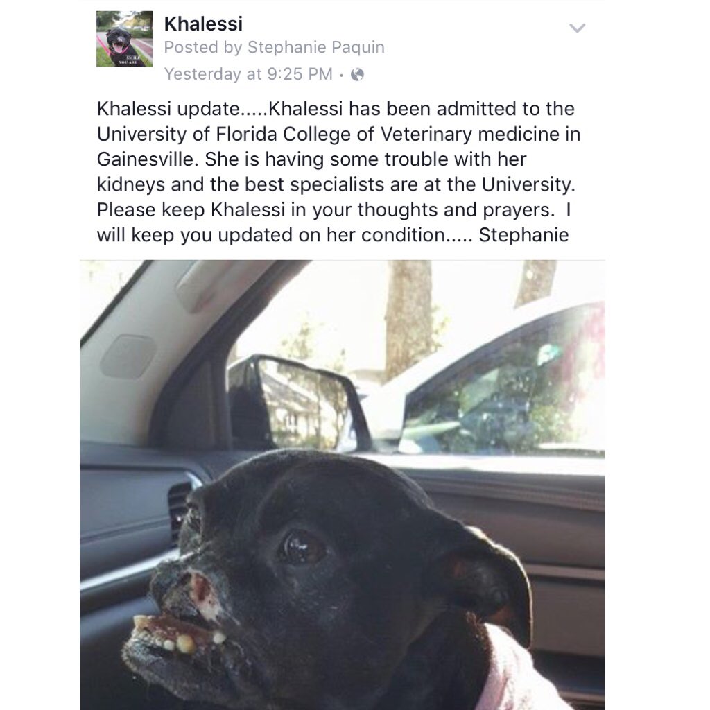 Please keep Khalessi in your thoughts and prayers ❤️🐾 #passion4pitsfl #khalessistrong