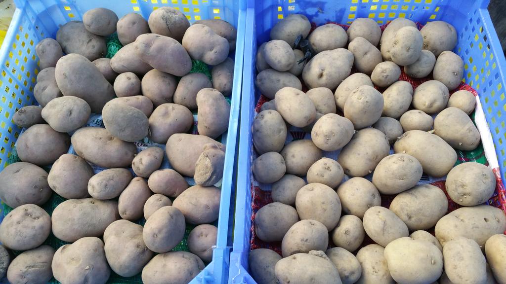 NDPermNetwork's tweet image. Potoes ready for chitting.