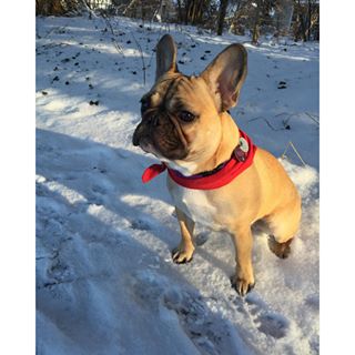 Frenchie_Cute's tweet photo. โ๏ธโ๏ธโ๏ธโ๏ธโ๏ธโ๏ธ
#snowfrenchie #frenchbulldog https://t.co/7FPyqZRNMe https://t.co/1w6TEAgJG2
