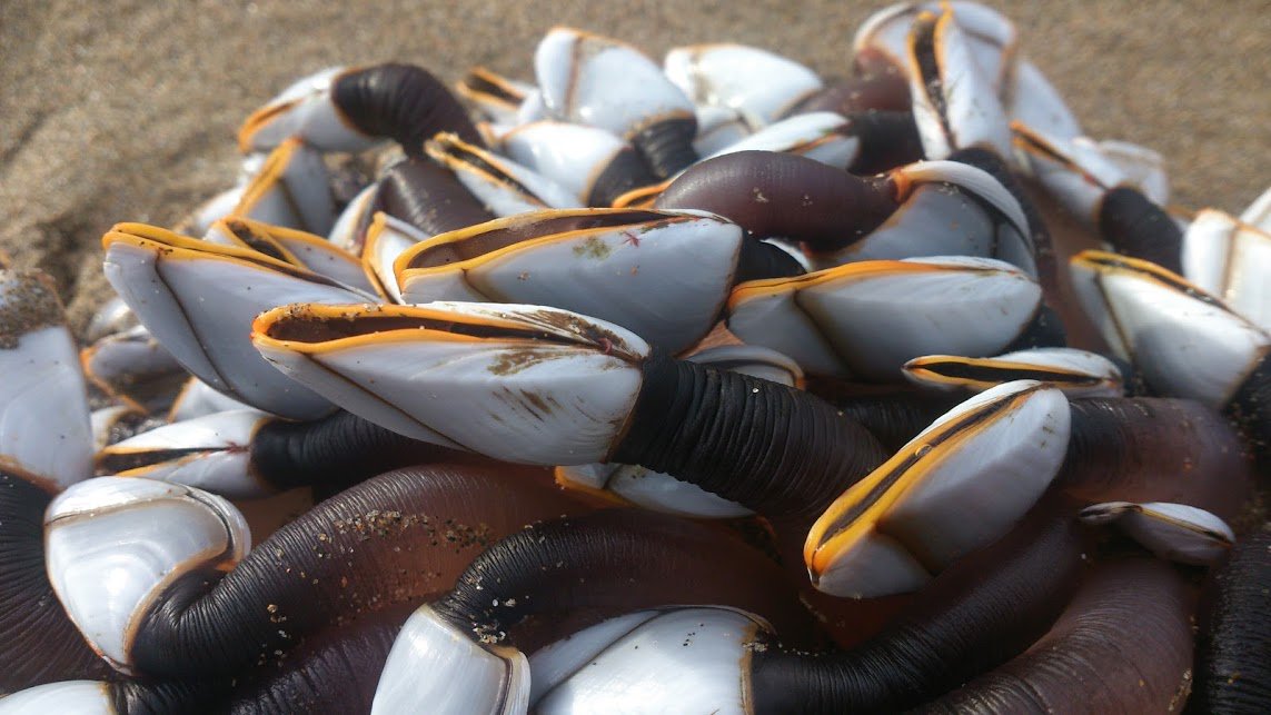 Goose Barnacles found @ Mwnt today washed up in the storms!! @CeredigionCoast @WalesCoast @NTWales #coastalecosystem