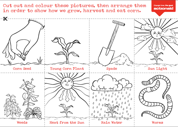 ActionAidTeach's tweet photo. What do plants need to grow? Free resources for primary teachers https://t.co/uFaAKW9jHy #NQT #Primaryteacher #PGCE https://t.co/Vyxoi58TTa