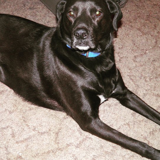 dogsofinsta's tweet photo. Mommy I'm so excited I'm getting my picture taken can't u tell #dog #furbaby #mutt #mixedmutt #aussieboxermix #hounโฆ https://t.co/tRYPmOnCkd