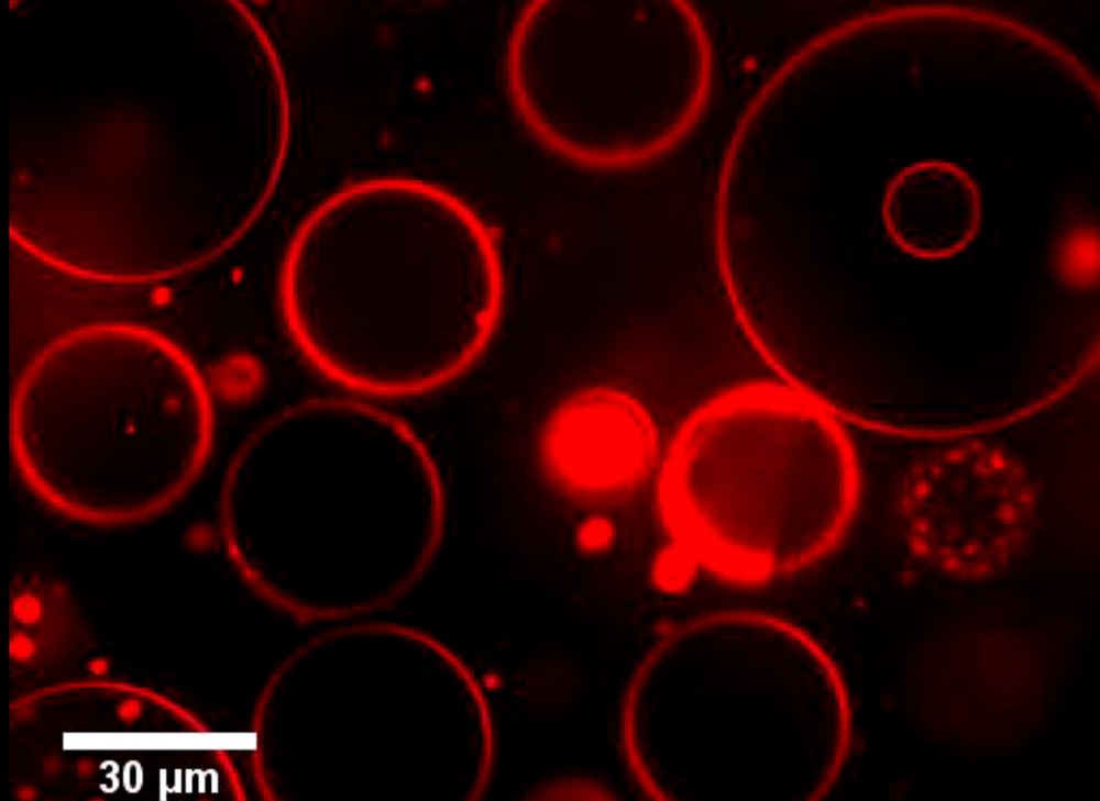 materia_ciencia's tweet photo. El virus de la hepatitis C podría servir como antivirus: https://t.co/NPOnZJ80BM https://t.co/Vtldf9VYJq