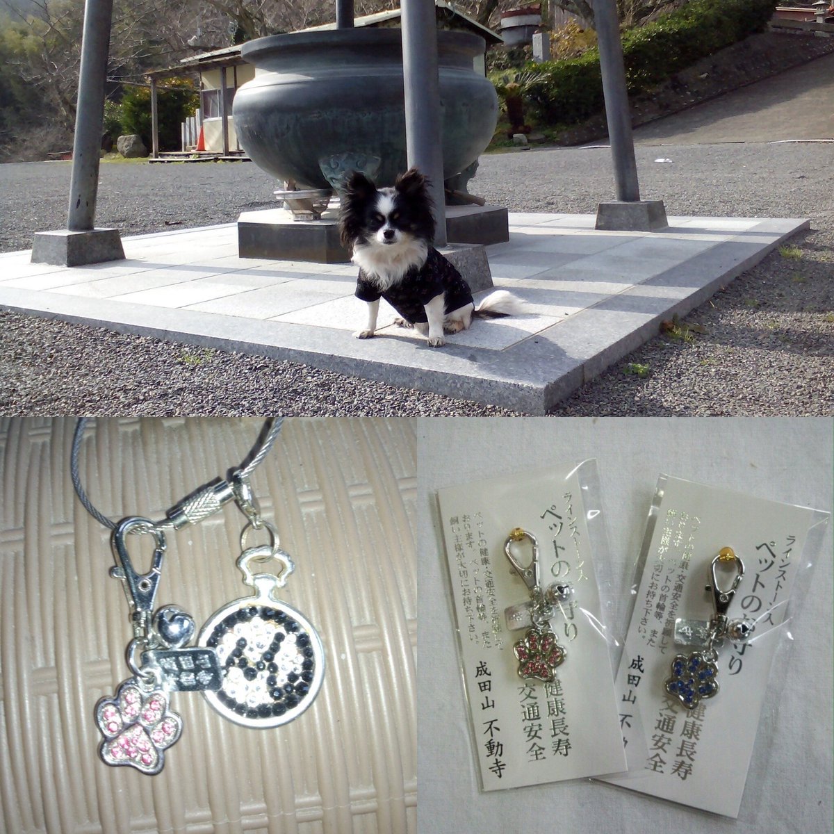 岡垣町 成田山 不動寺 Pa Twitter ペットのお守り ワンコ お寺 T Co Spo8toidzy 岡垣町 成田山 不動寺 Pa Twitter ペットのお守り ワンコ お寺 T Co Spo8toidzy