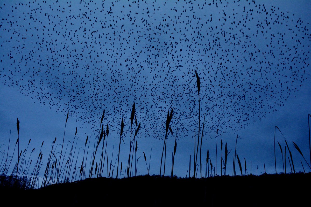 Nature_Scotland's tweet photo. A wonderful Starling roost in #Northumberland last week @WildReviews @BBCSpringwatch @wildlifetrusts @Team4Nature300 https://t.co/2gIG4J6GDK