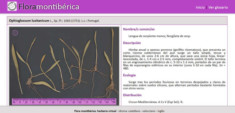 El #herbarioVirtual de Flora <a href="/montiberica/">Flora Montibérica</a> va avanzando poco a poco.
¡Avisaremos en cuanto abramos la web!