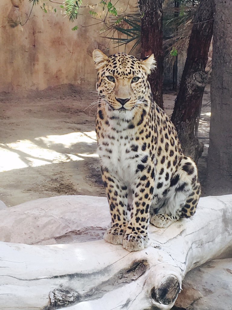 cheetahjess's tweet photo. Good morning world https://t.co/PVBkbigvdf