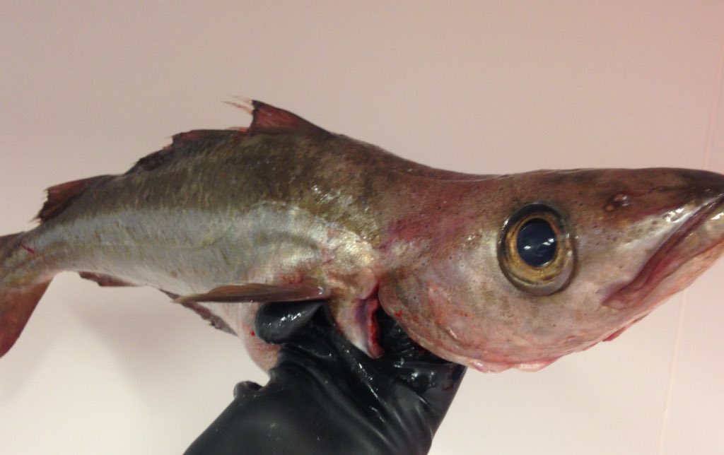 Wonderful Pollack from Abbotsbury <a href="/jurassic_coast/">Jurassic Coast Trust</a> #dorset #inshoredayboat <a href="/GeorgeBridport/">The George Bridport</a>