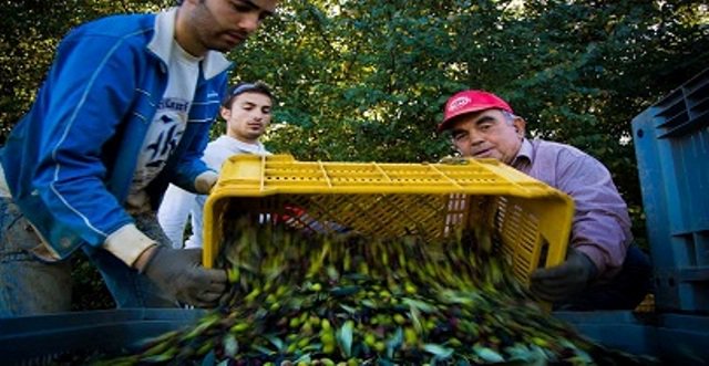 Dalla <a href="/RegioneLazio/">Regione Lazio</a> 60 milioni per lo sviluppo rurale #romapolitica romapolitica.it/agricoltura-da…