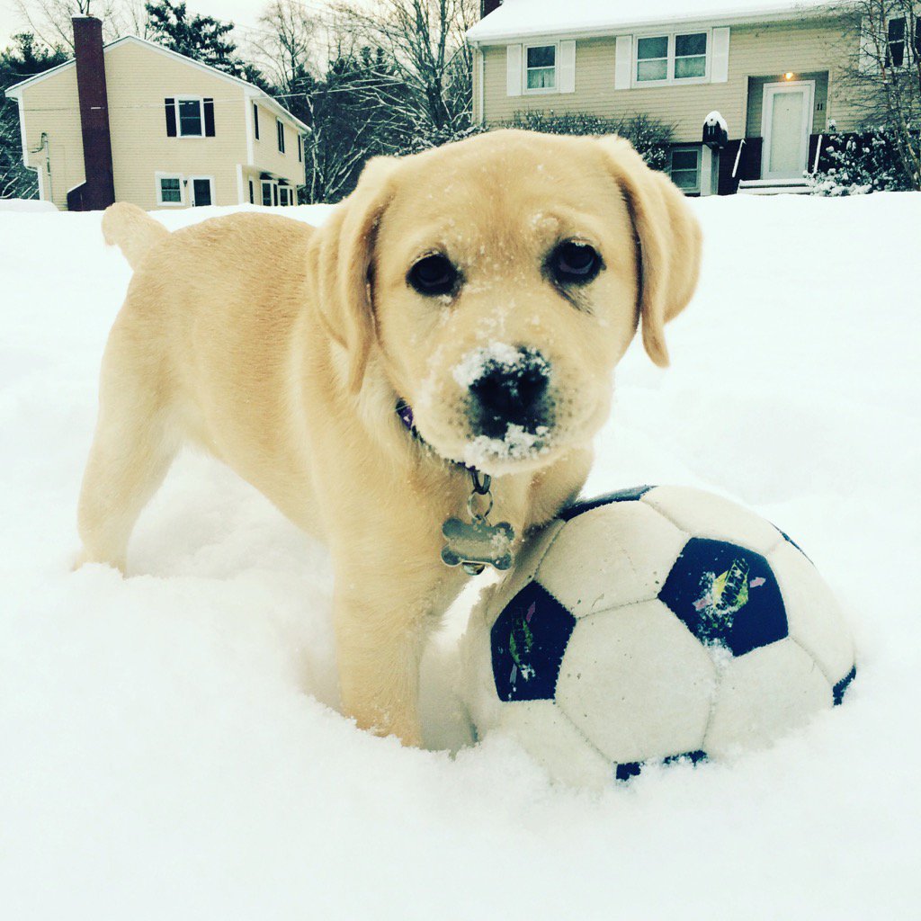 thegizard's tweet photo. Jessie's first time in the snow! @TheEllenShow https://t.co/TgK7fMpuqZ