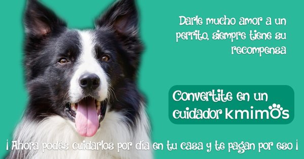 KmimosArg's tweet photo. ¿Pasaste un fin de semana solo y desanimado? Convertite en cuidador de @KmimosArg y trabaja cuidando perritos. https://t.co/tqYU2e8Akc