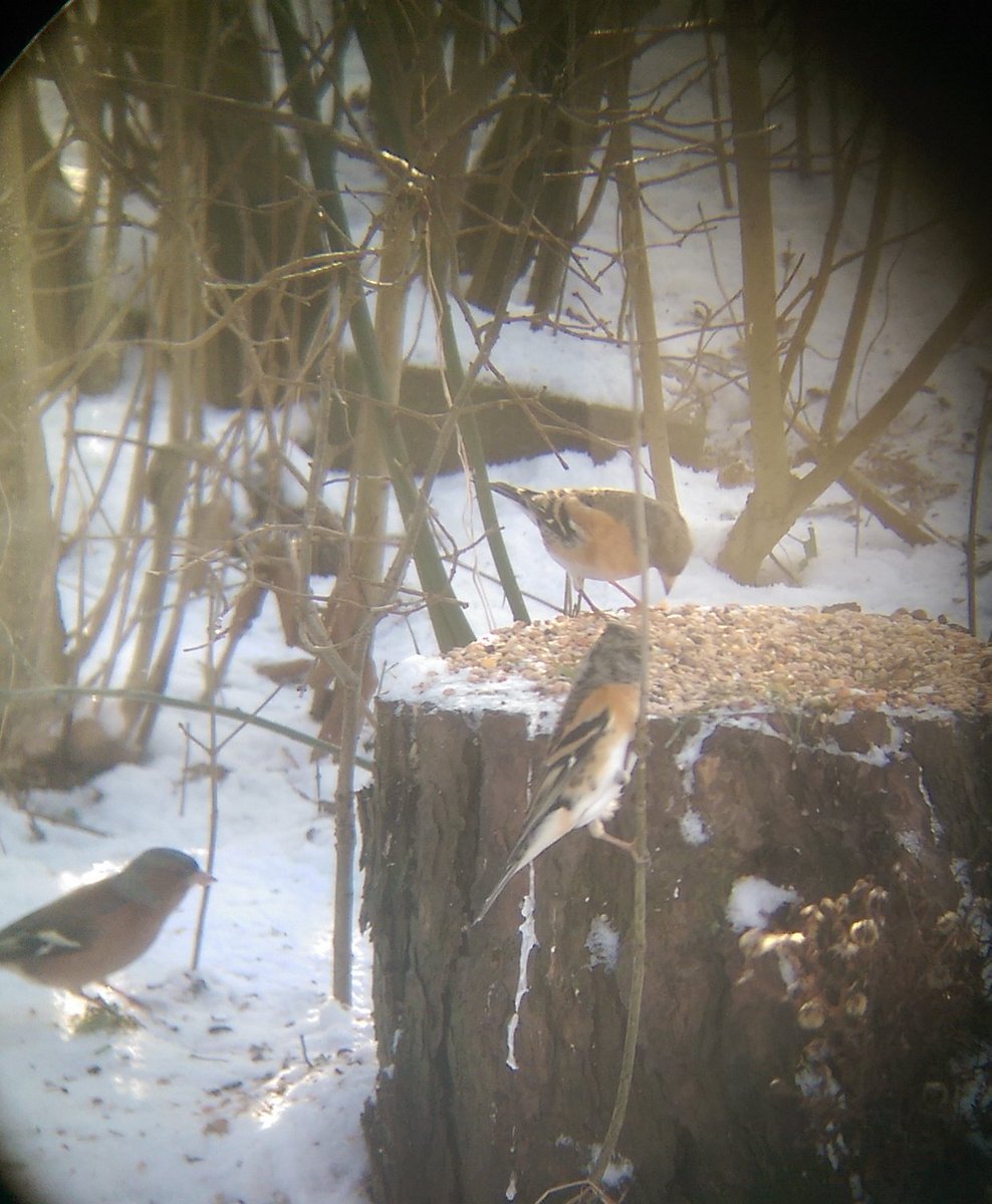 Jenny de Groot tweet media