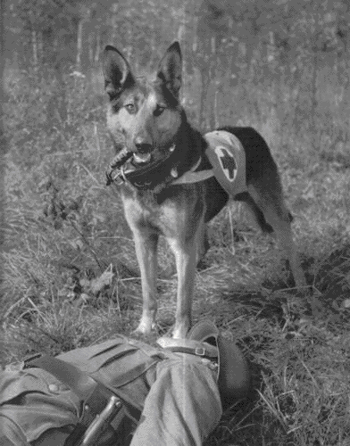 codylong82's tweet photo. #historyofdogs #history #DogRescuers#dogsinservice @AllDogsMatter @yourdog @Dogs_Today @dogs @d https://t.co/3iW6Cilph3
