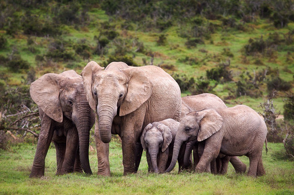 Mbote_C's tweet photo. #CongoVert : le Congo rejoint l’"Initiative Elephant Protection" 👏👏👍 https://t.co/tfvMfmKzjn #Environnement https://t.co/l3SblS875M