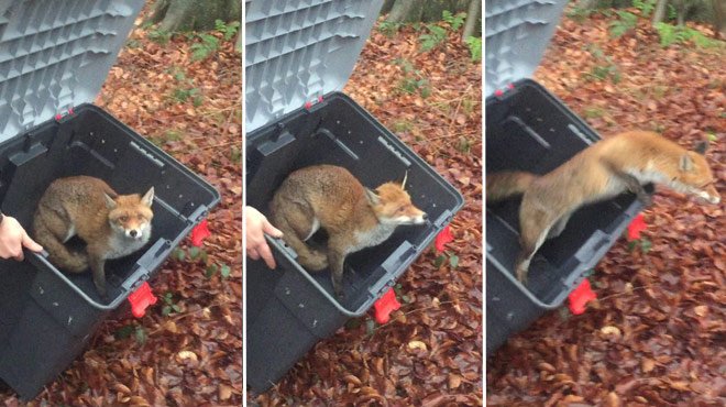 debvant's tweet photo. On a assisté à la réintroduction dans la #nature d'un renard recueilli par la @LRBPO. VIDEO: https://t.co/P8AFw2tbpr https://t.co/ZLgz1byvNx