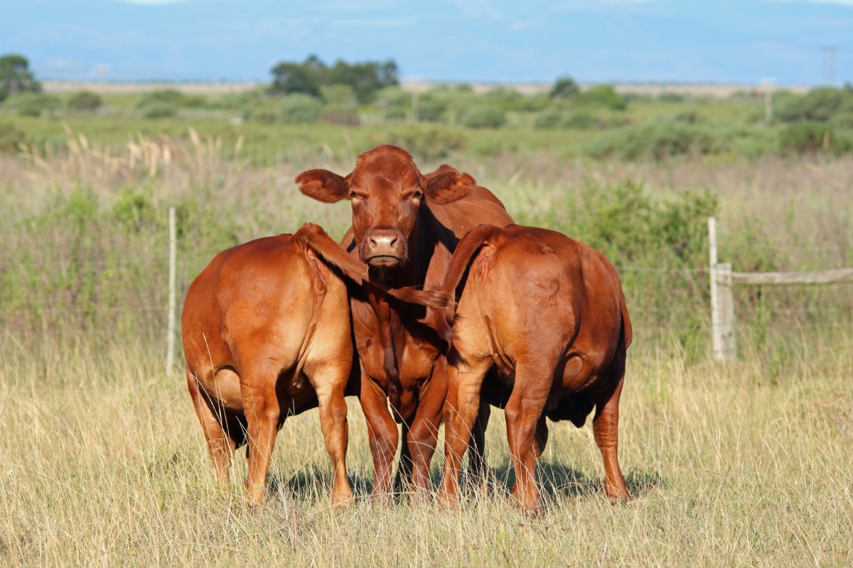 DroughtmasterA's tweet photo. Photo Competition#Chan-te-Mar#Humansdorp
12 - 56 C - Twins weaned 250kg and 220 kg = 470kg.Dam weight:475kg https://t.co/BFnrVJTbDV