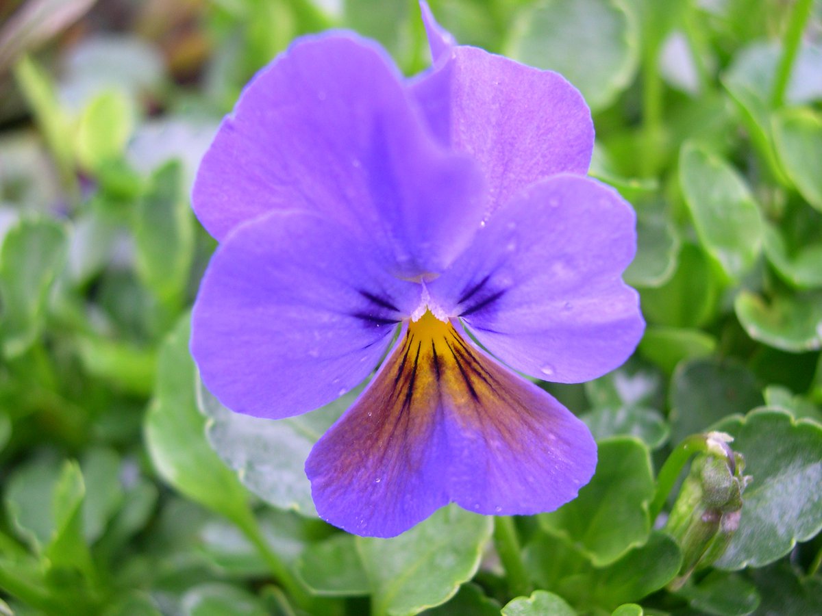 RarePlantFair's tweet photo. Viola 'Ardross Gem' from @wgviolas See them at our fairs @EvenleyWoodGard and @winterbournehg https://t.co/kYnG9vGU2l