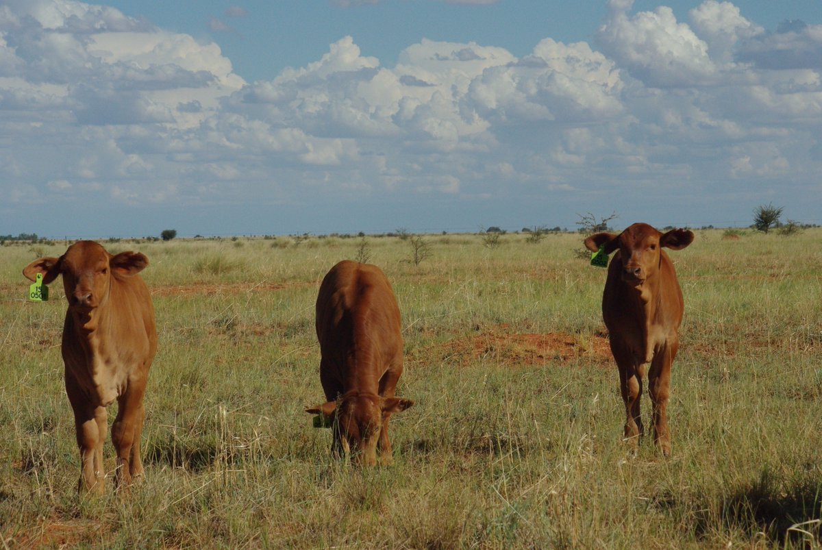 DroughtmasterA's tweet photo. Photo Competition # WSM Africa Droughtmasters # Stella - North West https://t.co/bDXtySIux3