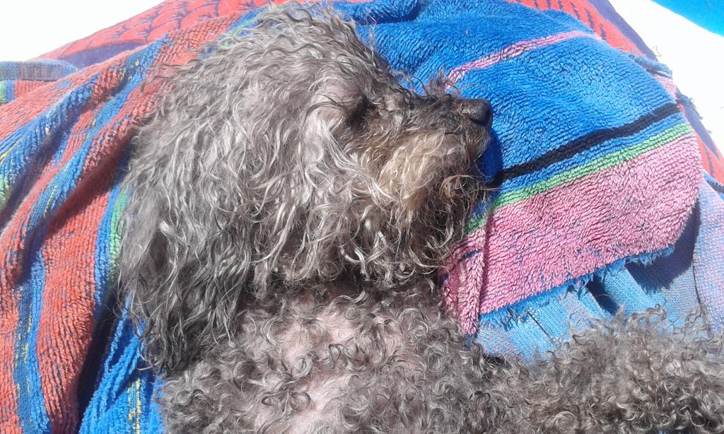 CoIngrand's tweet photo. MORNING SUNBATH Tato Relax desp d Refresh @marianomunioz @LosArys #sunnyday #aguaysol #greytouch #somosuno #socute https://t.co/Ksp7Fewl22