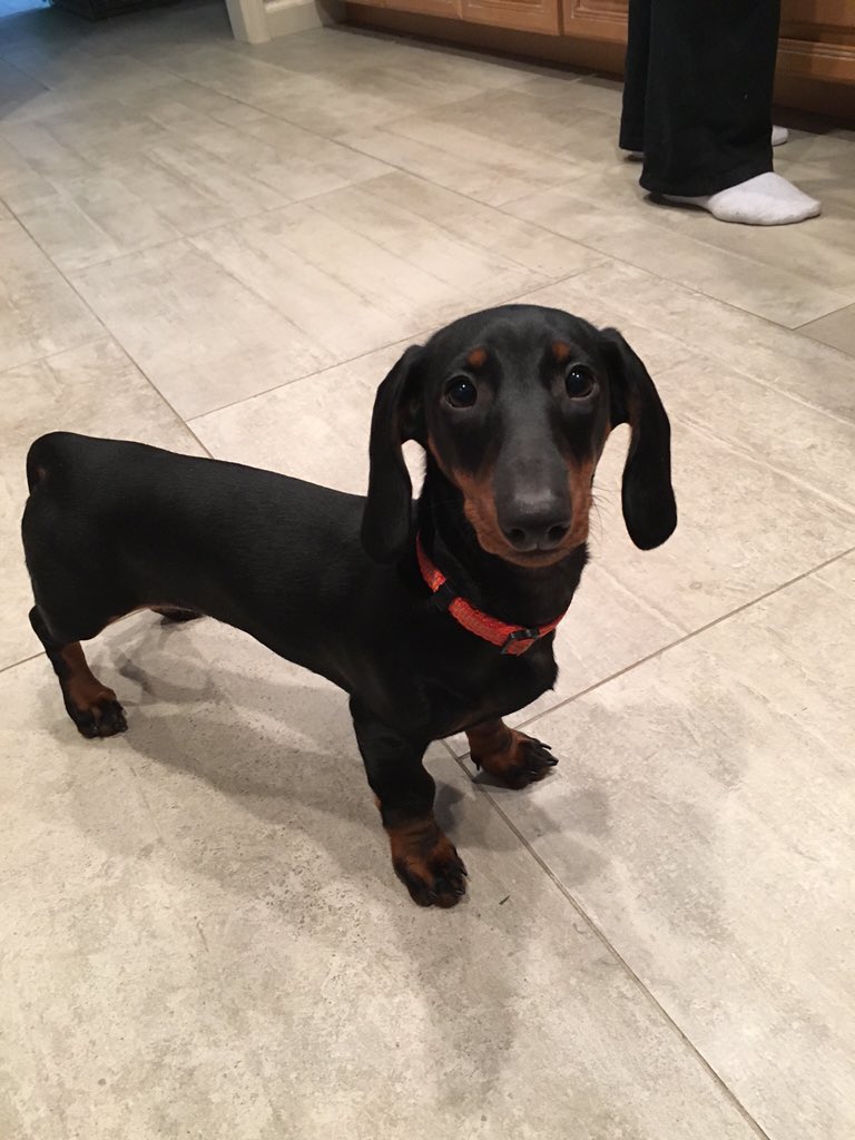 A New Leash on Life tweet media