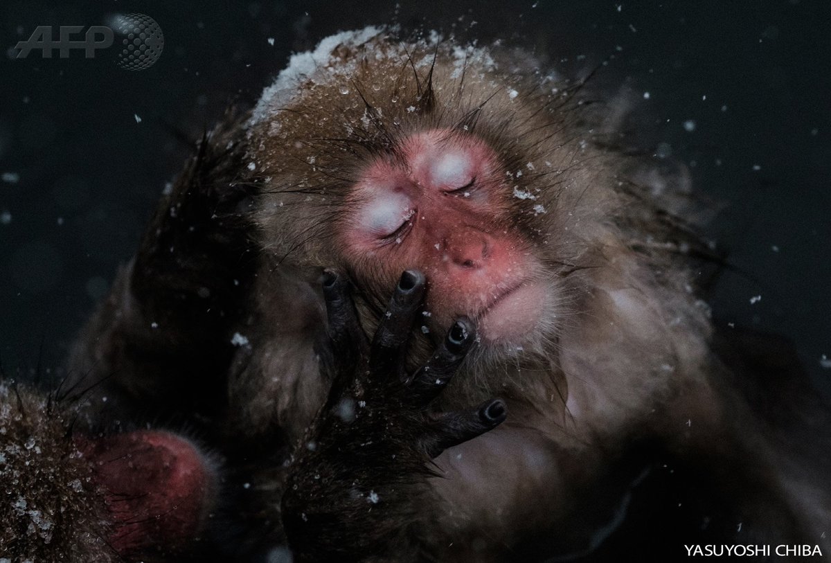 Наблюдать обезьяна. Японские макаки в горячих источниках зимой. Японские обезьяны. Снежные обезьяны. Обезьяна в воде.