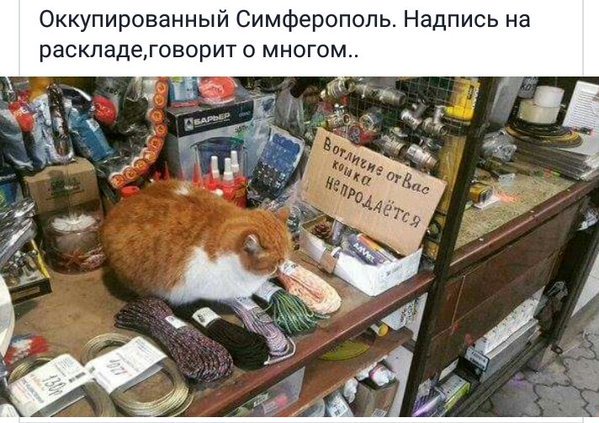 В Севастополе призывают жителей протестовать против несправедливой подачи электричества - Цензор.НЕТ 6239